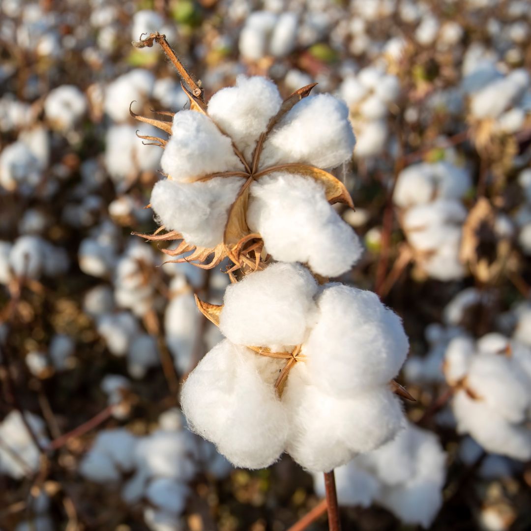 Close-up of cotton bolls with a blurred background.