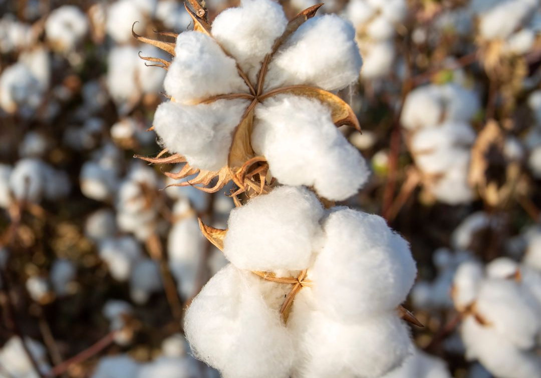 Close-up of cotton bolls with a blurred background.